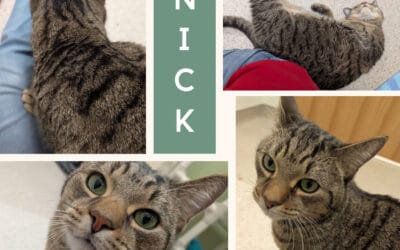 Meet our Pet of the Week, Nick
