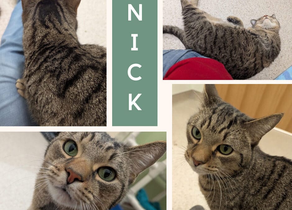 Meet our Pet of the Week, Nick