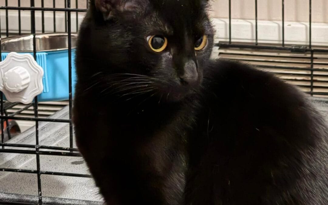 Meet our Pet of the Week, Randy