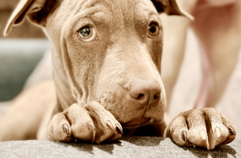 Meet our Pet of the Week, Rose