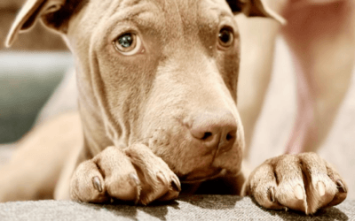 Meet our Pet of the Week, Rose