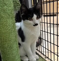 Meet our Pet of the Week, Smudge