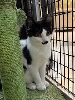 Meet our Pet of the Week, Smudge