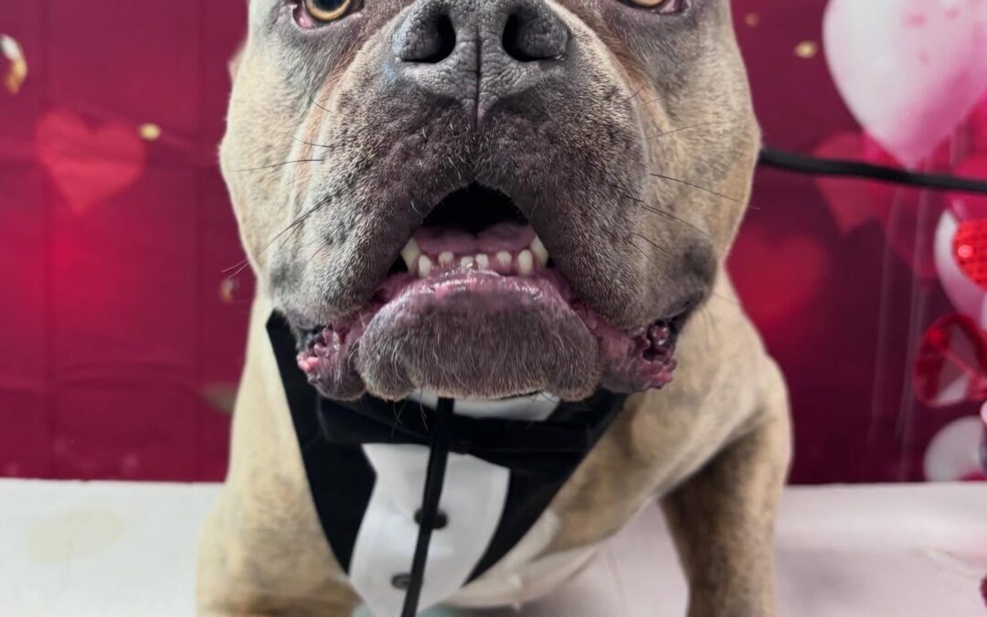 Meet our Pet of the Week, Espresso