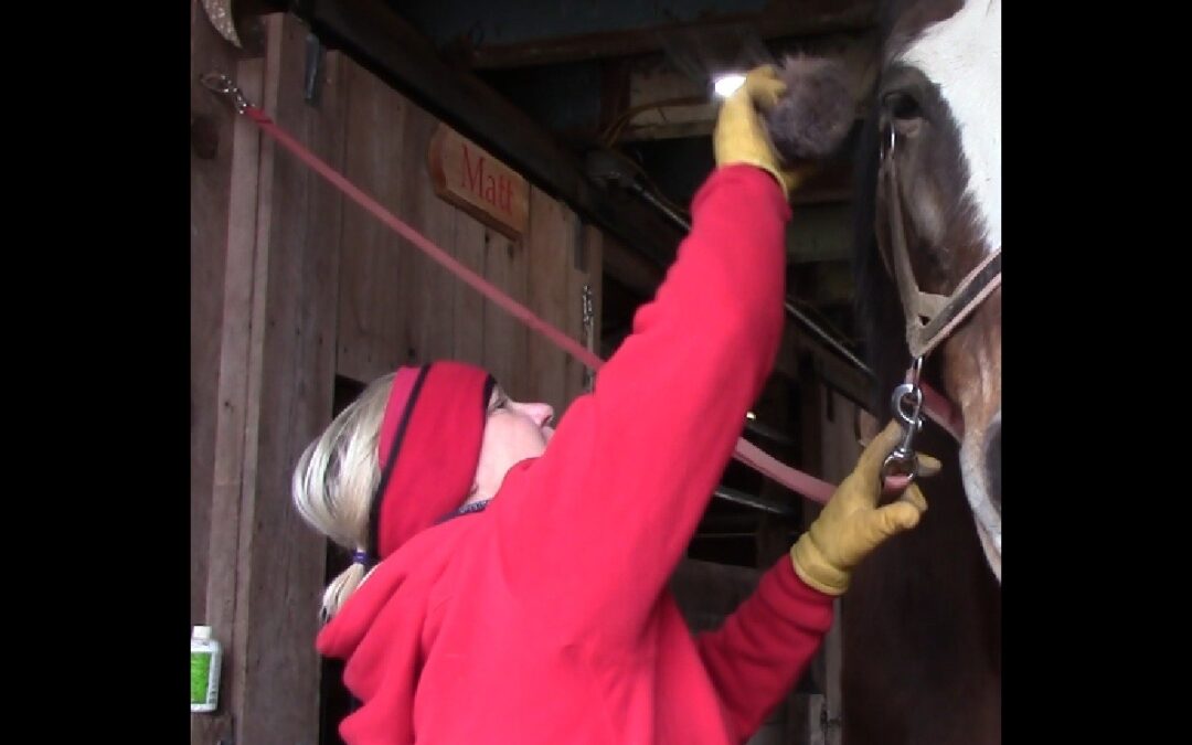 Duxbury Clydesdales Prepare For Evacuation Day Commemoration