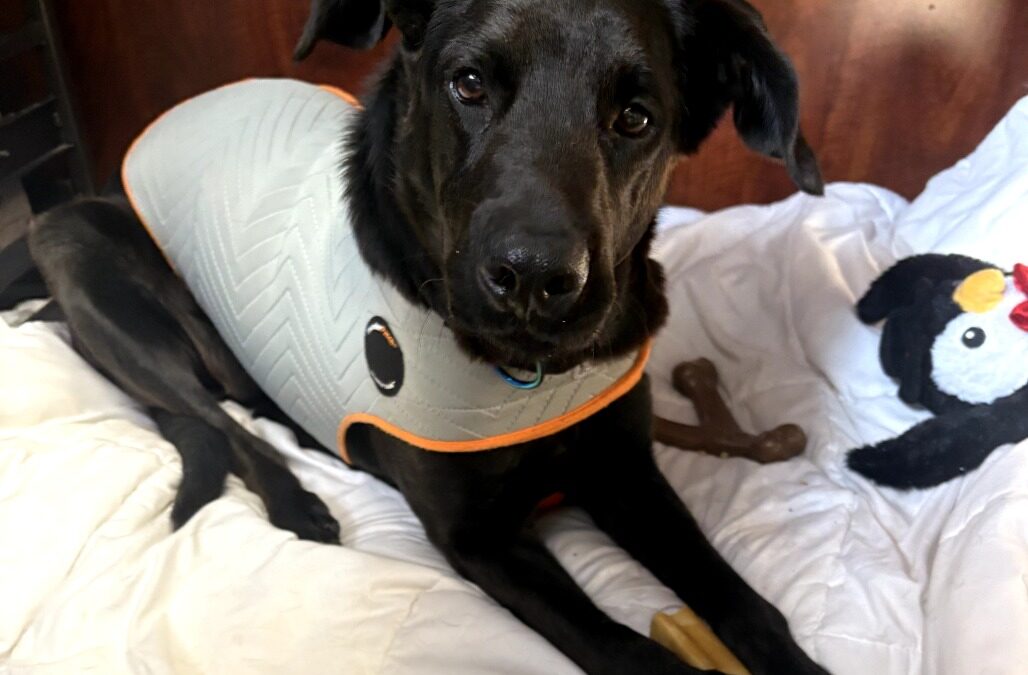 Meet our Pet of the Week, Midnight