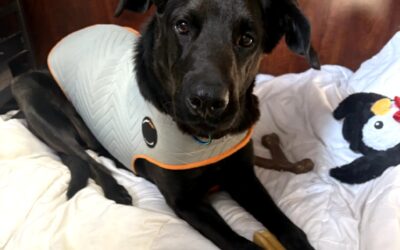 Meet our Pet of the Week, Midnight