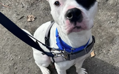 Meet our Pet of the Week, Prince