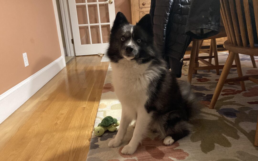 Meet our Pet of the Week, Zeus