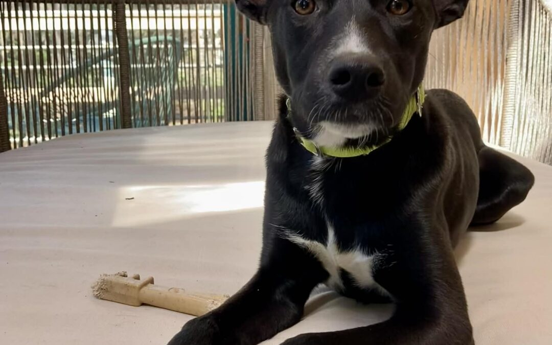 Meet our Pet of the Week, Hayley