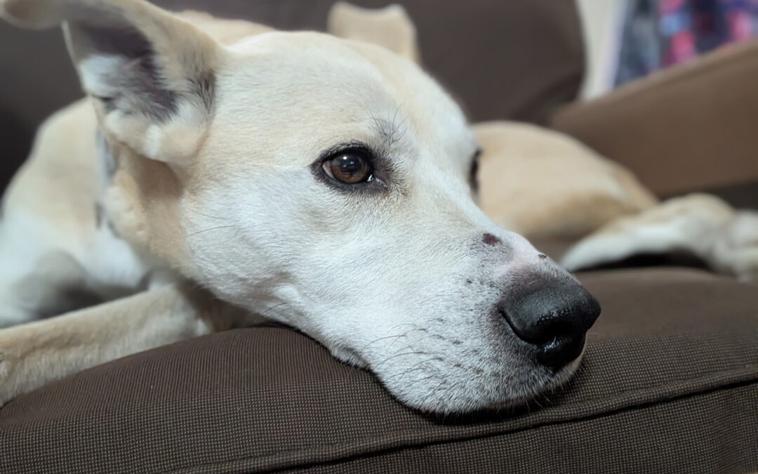 Meet our Pet of the Week, Izzy