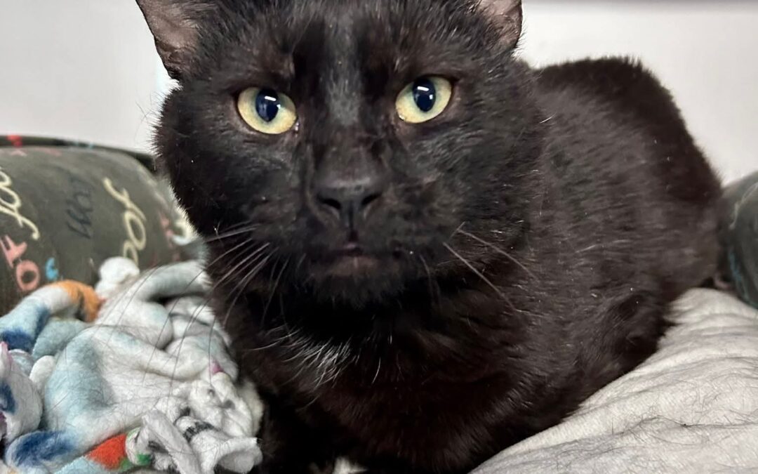 Meet our Pet of the Week, Salem