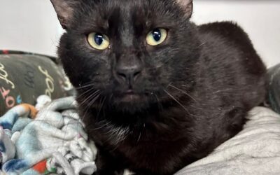 Meet our Pet of the Week, Salem