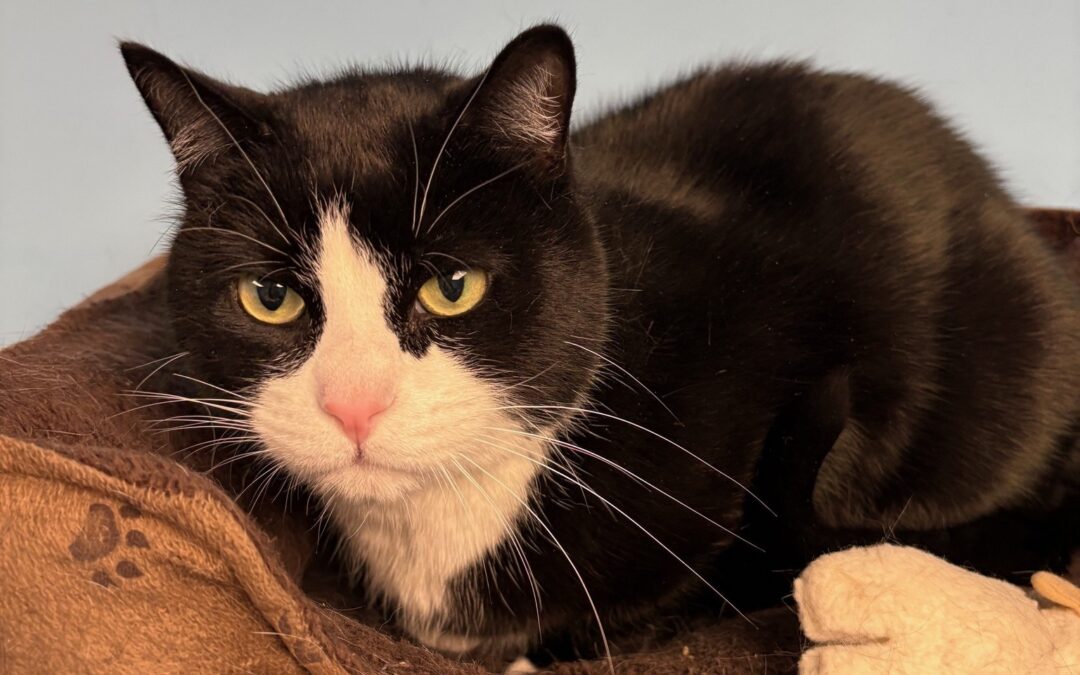 Meet our Pet of the Week, Scooter