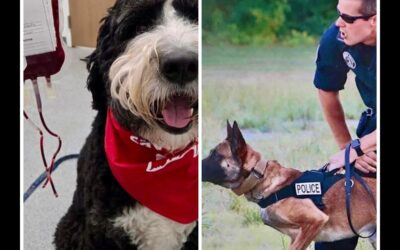 Xiarhos Discusses K9 Blood Drive, Dakota’s Law
