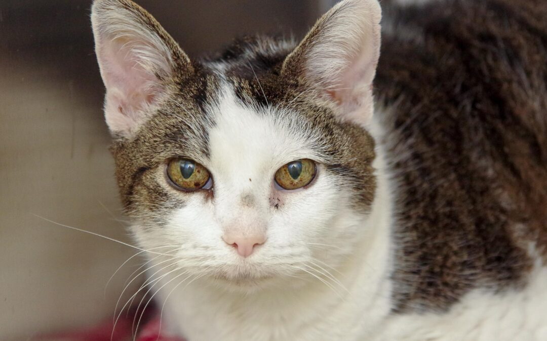 Meet our Pet of the Week, Cher