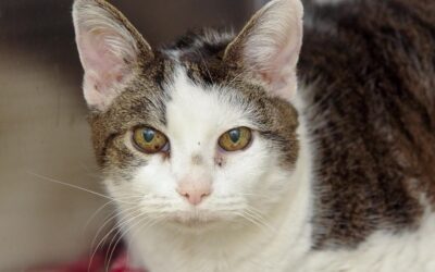 Meet our Pet of the Week, Cher