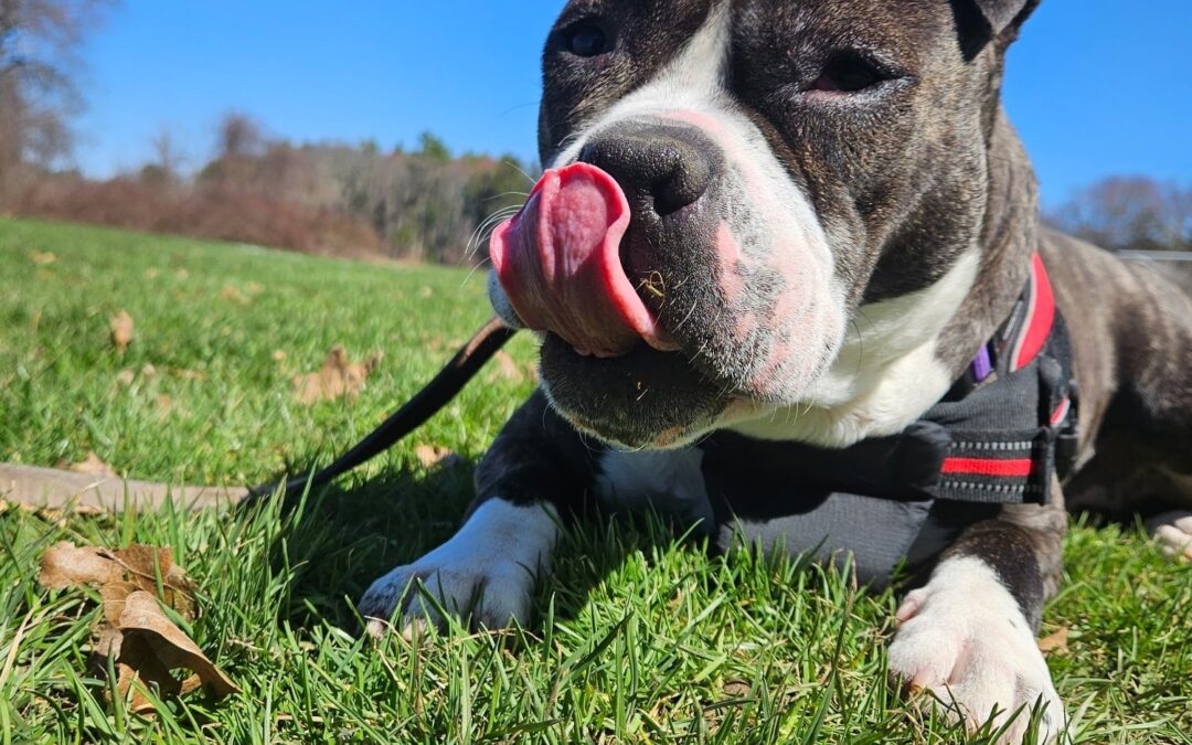 Meet our Pet of the Week, Delilah