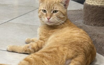 Meet our Pet of the Week, Devlin