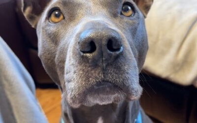 Meet our Pet of the Week, Grey