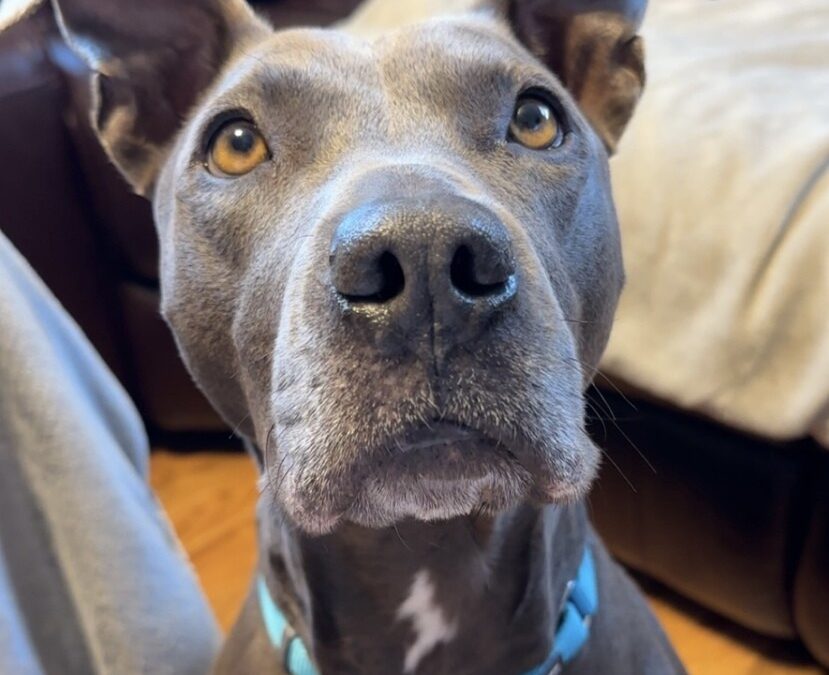Meet our Pet of the Week, Grey