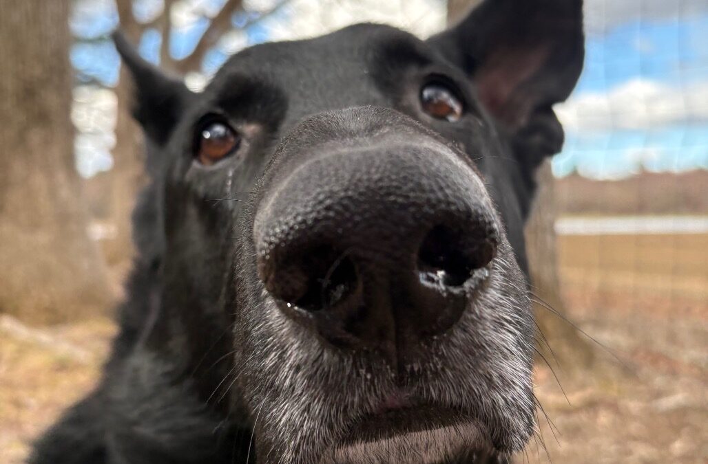 Meet our Pet of the Week, Leo