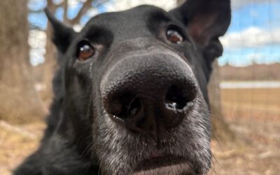 Meet our Pet of the Week, Leo