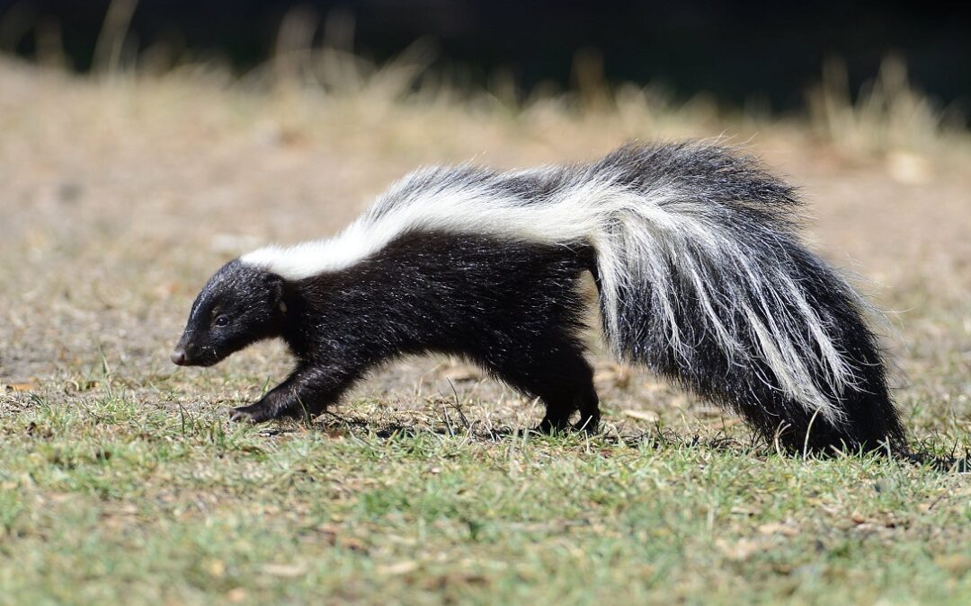 Carver Residents Warned of Rabid Animals