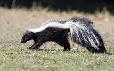 Carver Residents Warned of Rabid Animals
