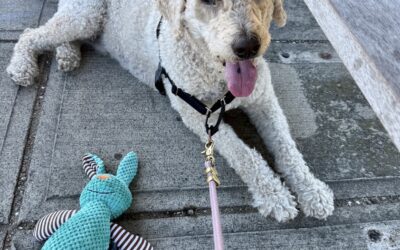 Meet our Pet of the Week, Cookie
