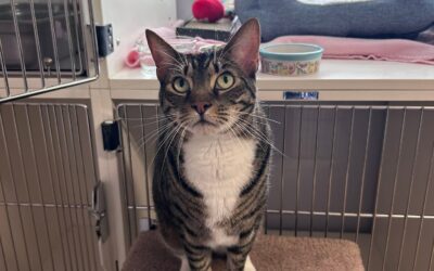 Meet our Pet of the Week, Knowy