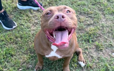 Meet our Pet of the Week, Lolly