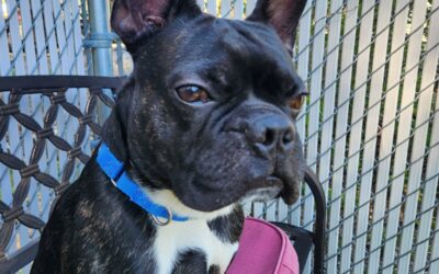 Meet our Pet of the Week, Tubs