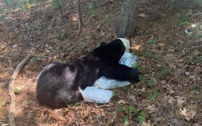 Black Bear Captured In Bourne