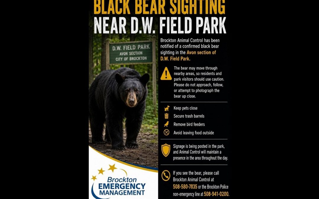 Bear Sighting Reported In Avon Park