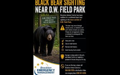 Bear Sighting Reported In Avon Park
