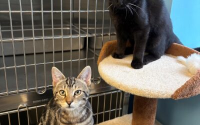 Meet our Pet(s) of the Week, Bucky & Bear