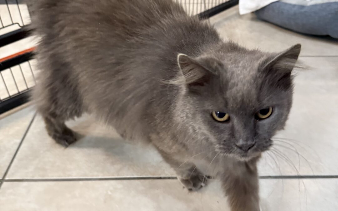 Meet our Pet of the Week, Chloe