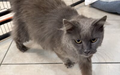 Meet our Pet of the Week, Chloe