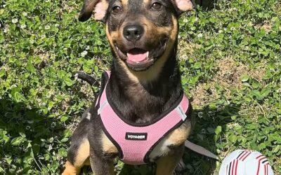 Meet our Pet of the Week, Lucy
