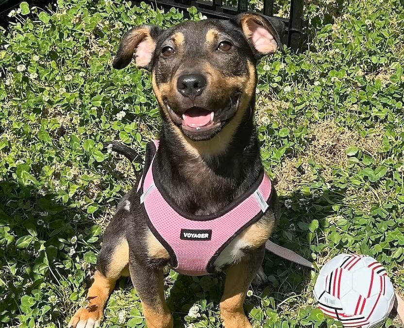Meet our Pet of the Week, Lucy