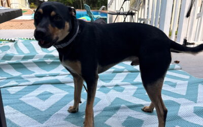 Meet our Pet of the Week, Bogey