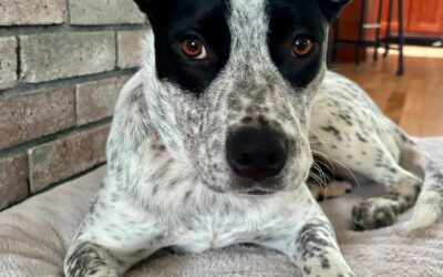 Meet our Pet of the Week, Cookie