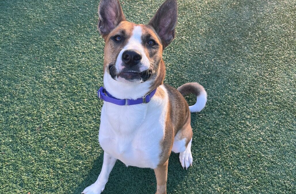 Meet our Pet of the Week, Ginger