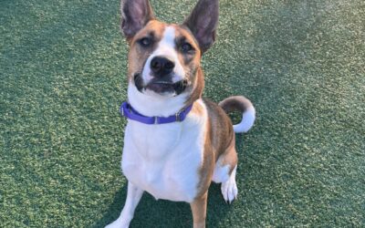 Meet our Pet of the Week, Ginger