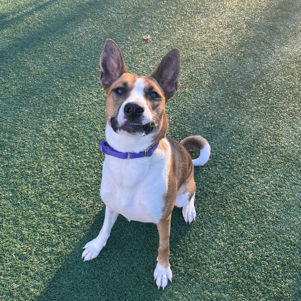 Meet our Pet of the Week, Ginger