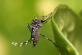 EEE Mosquitoes Detected in Kingston