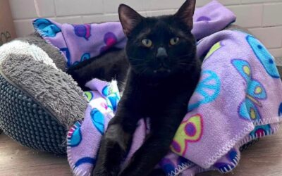 Meet our Pet of the Week, Salem
