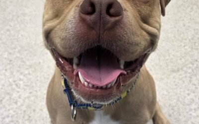 Meet our Pet of the Week, Toast