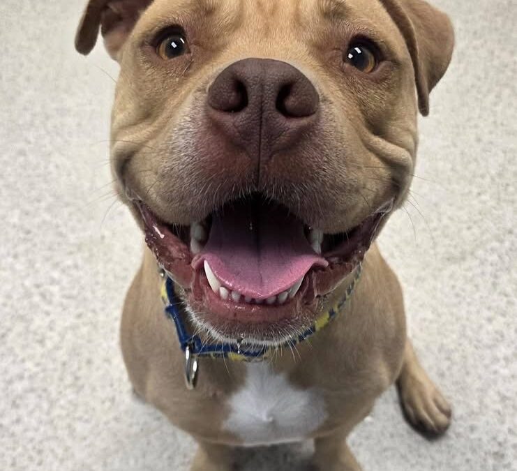 Meet our Pet of the Week, Toast